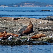 Sea Lions with Gulls